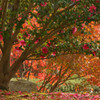 公園の秋　山茶花