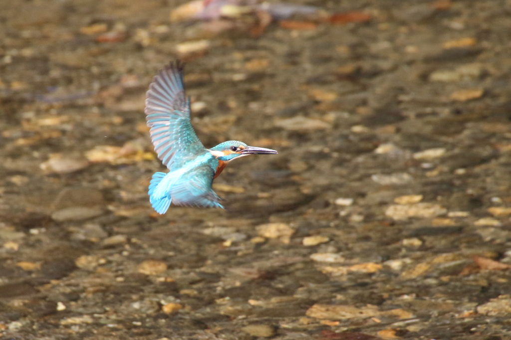水面近くのホバ
