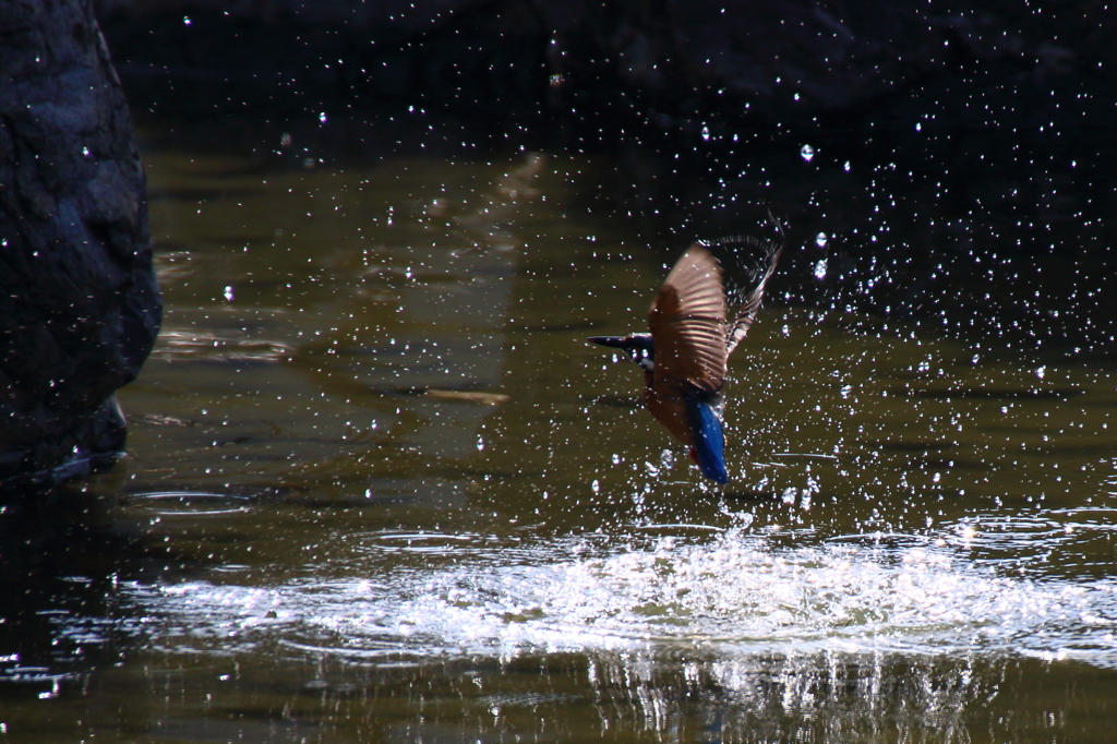 逆光スプラッシュ
