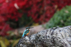 紅葉カワセミ　横向き