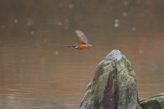 公園のカワセミ