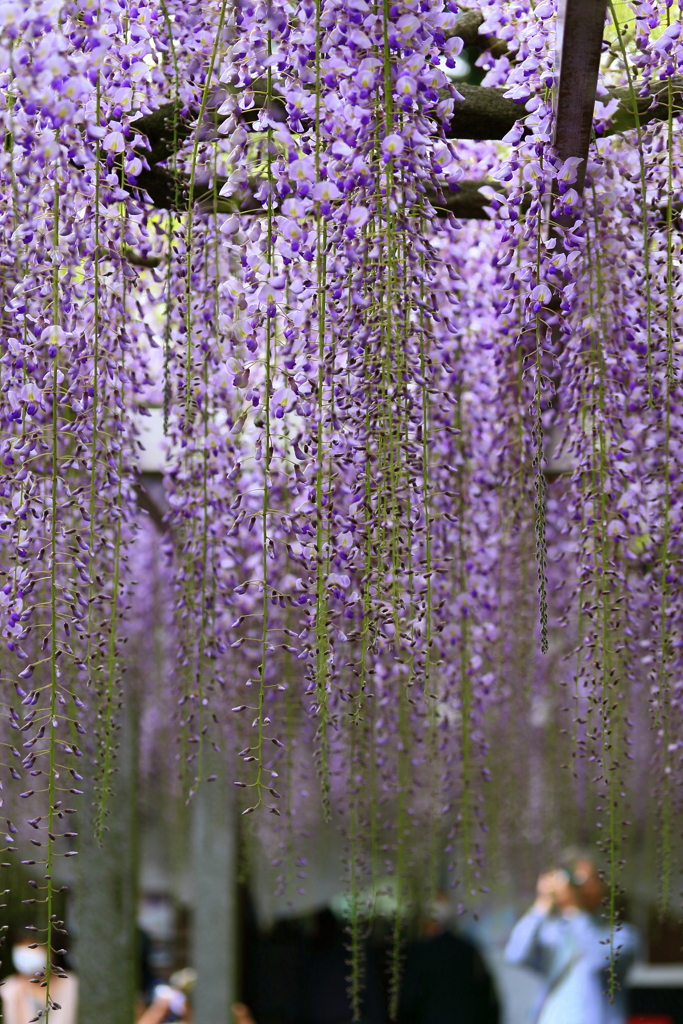 連休の花・藤
