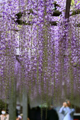 連休の花・藤