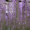 連休の花・藤
