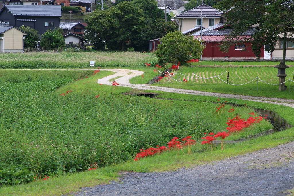 彼岸花咲く田舎道