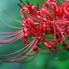 曼珠沙華