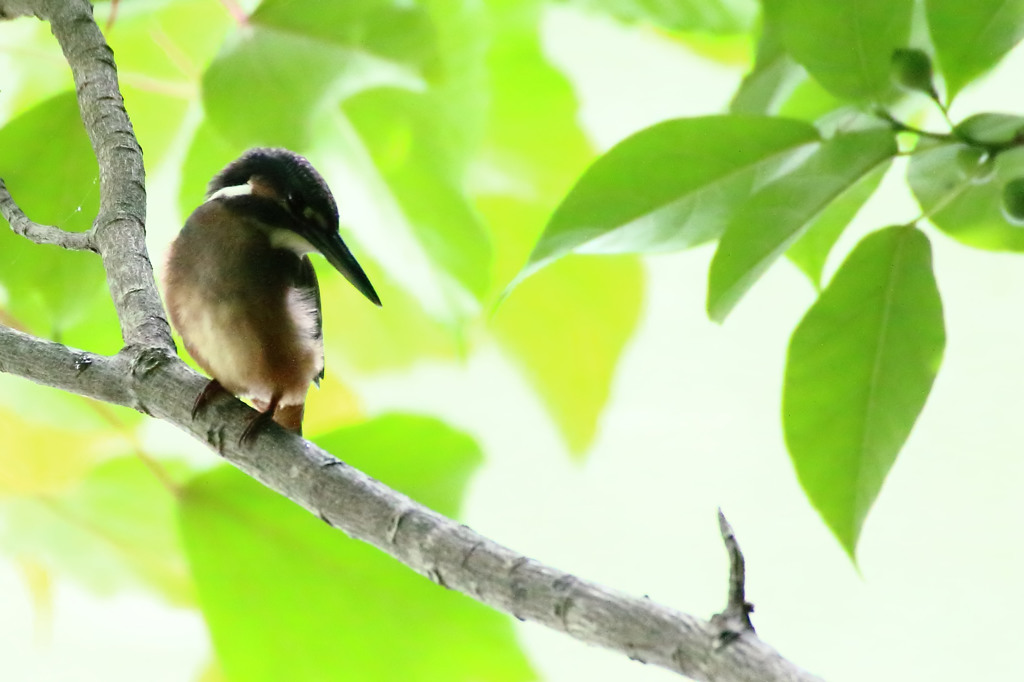 逆光の子　そっと