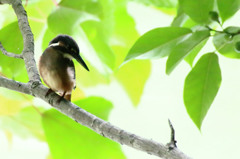 逆光の子　そっと