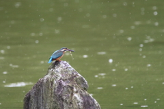 雨中のカワセミⅡ