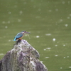 雨中のカワセミⅡ