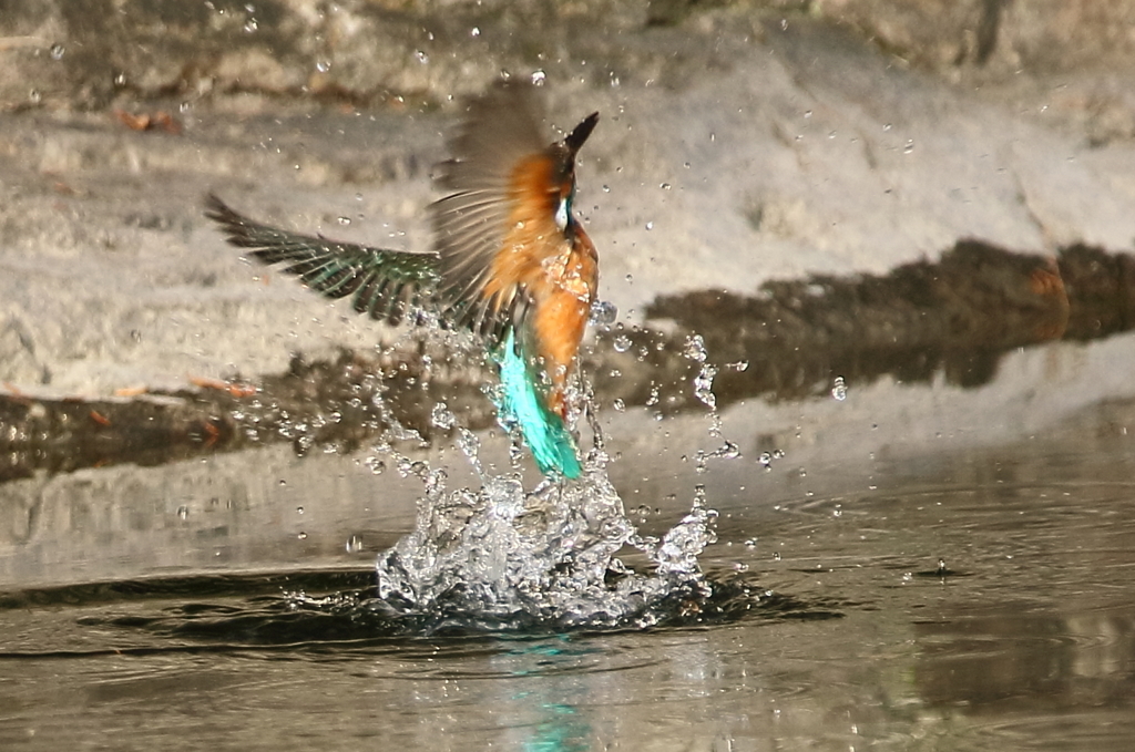 カワセミ　メス右へ