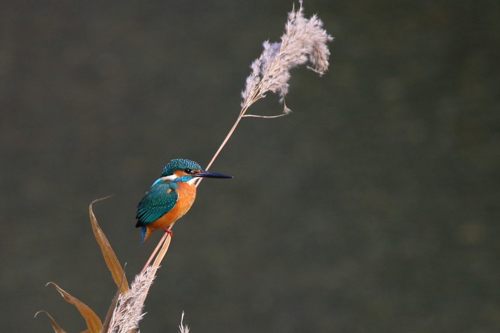 川のカワセミ　ススキⅡ