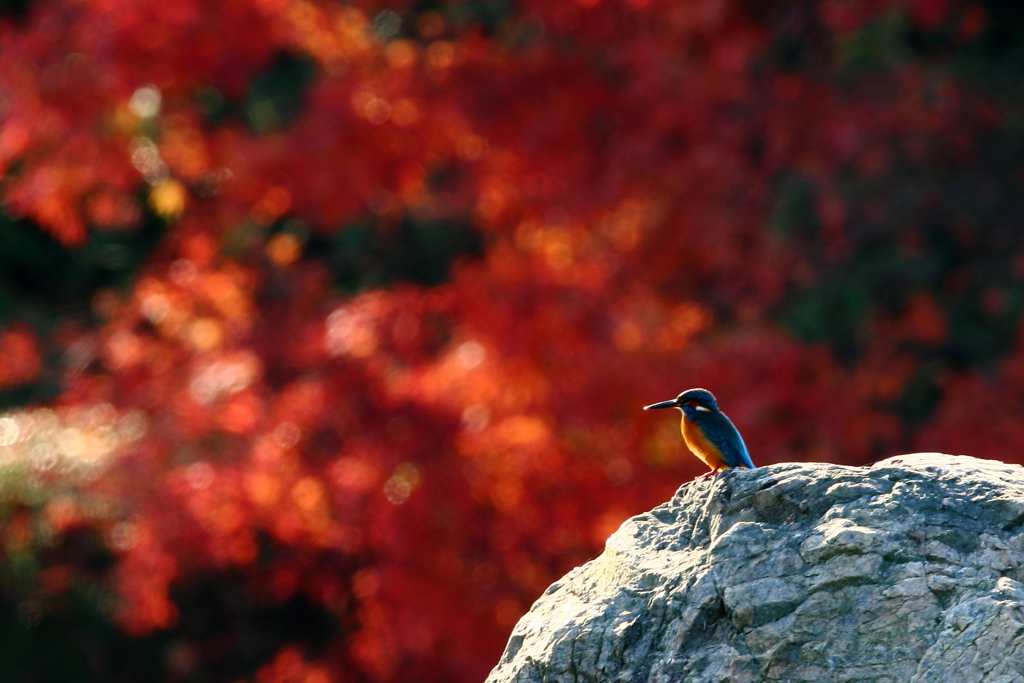 惜しむ紅葉