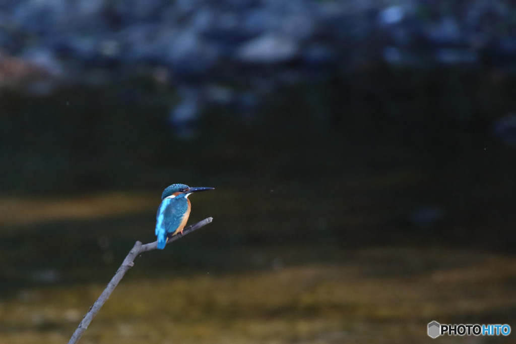 朝のカワセミ