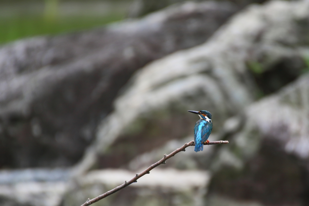 カワセミ　お疲れ気味か？