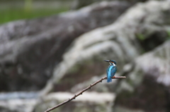 カワセミ　お疲れ気味か？