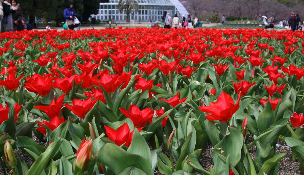 植物園　正面花壇の赤