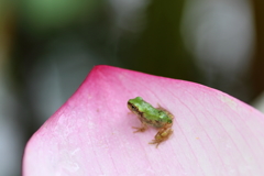 蓮花びらのチビガエルⅡ