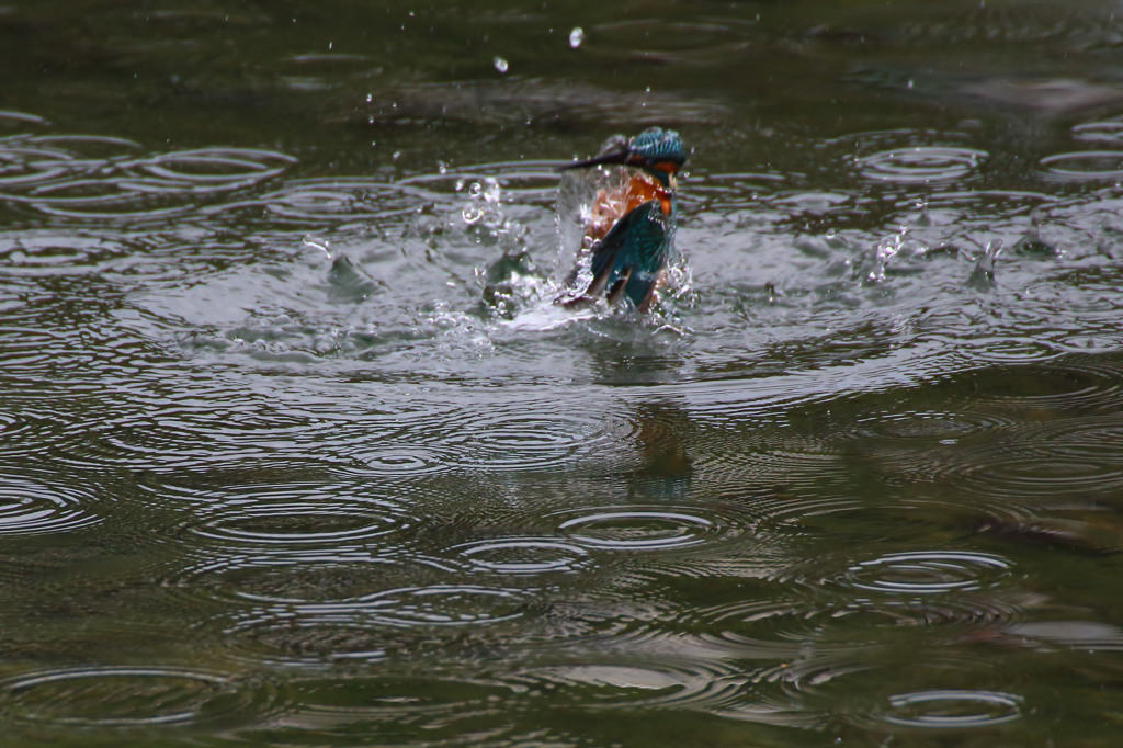 水上への帰還2