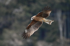 鳶が水面を狙ってる