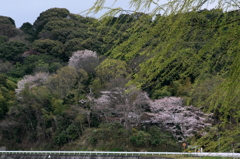 桜スナップ　柳と山桜