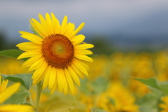 夏の花