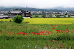 大津市田上地区