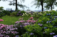 紫陽花園の定位置