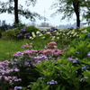 紫陽花園の定位置