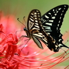 彼岸花にアゲハチョウⅢ