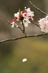 桜　見納め