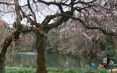 新宿御苑　桜風景