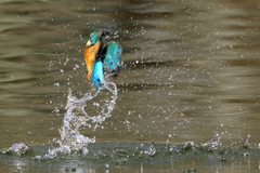 カワセミ　ひねりダイブ②