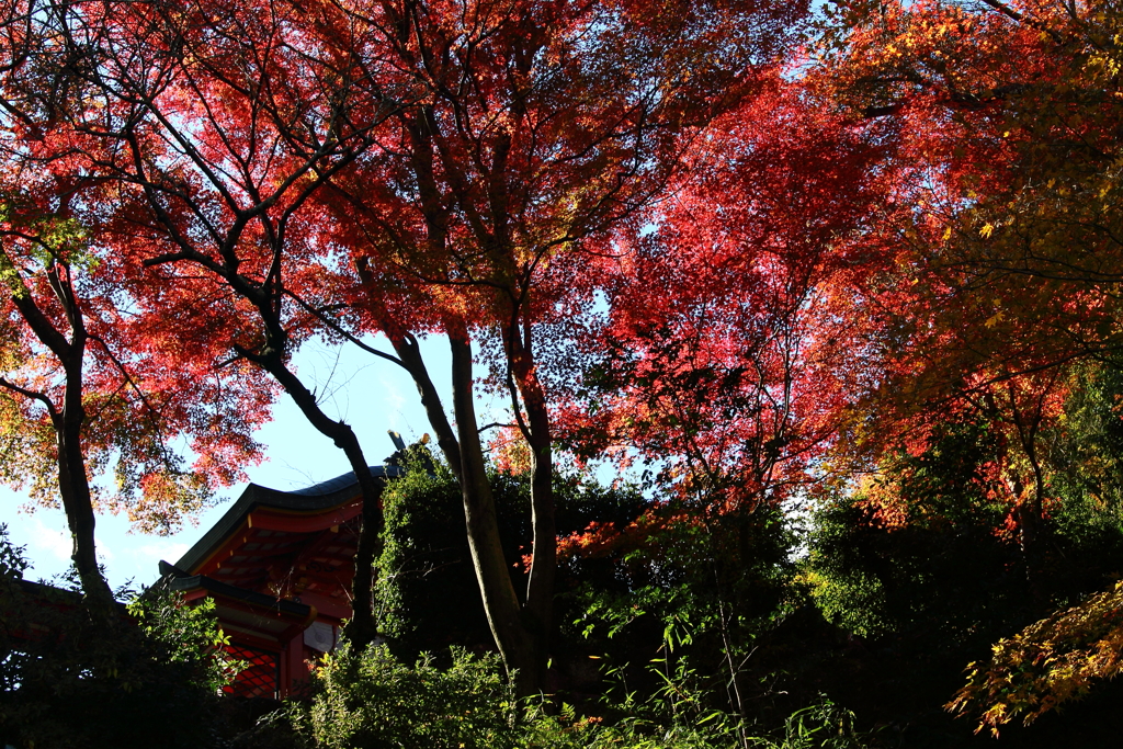 神社の紅葉