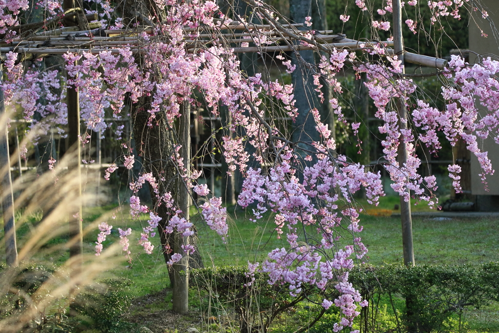 期待の枝垂れ桜Ⅲ