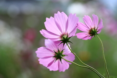 秋桜