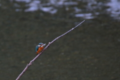 夕方のカワセミ