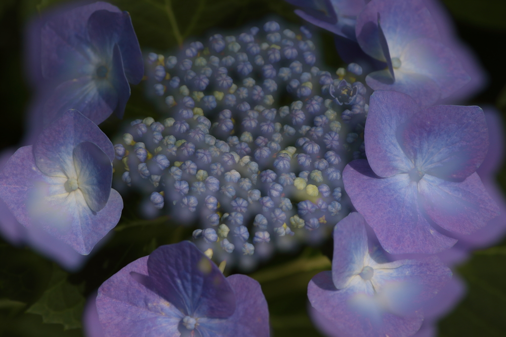 額紫陽花