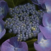 額紫陽花