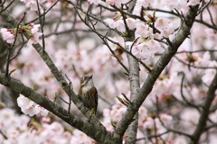 コゲラの花見