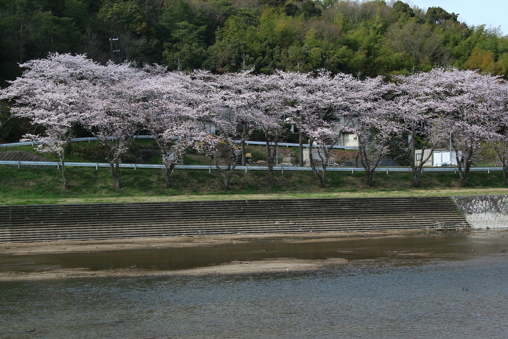 大戸川の桜
