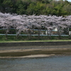 大戸川の桜
