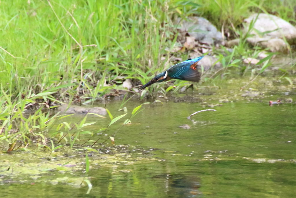 カワセミ　行きま~す