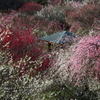 梅園の東屋