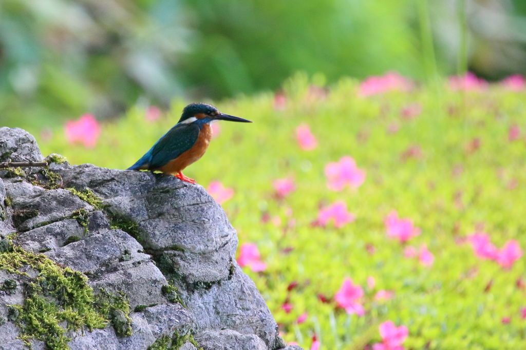 サツキ咲く公園