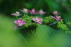 紫陽花　ダンスパーティ準備中