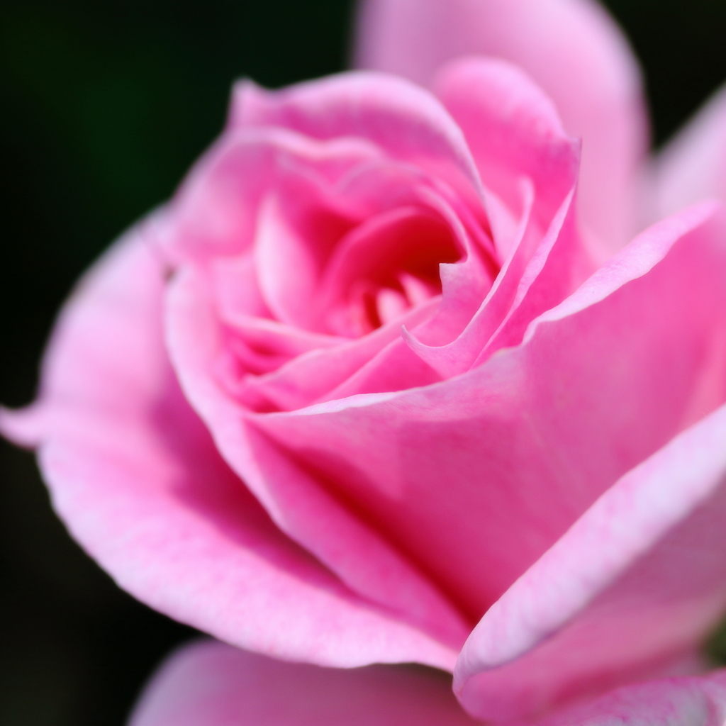 イングリッシュガーデン　ピンクのバラ