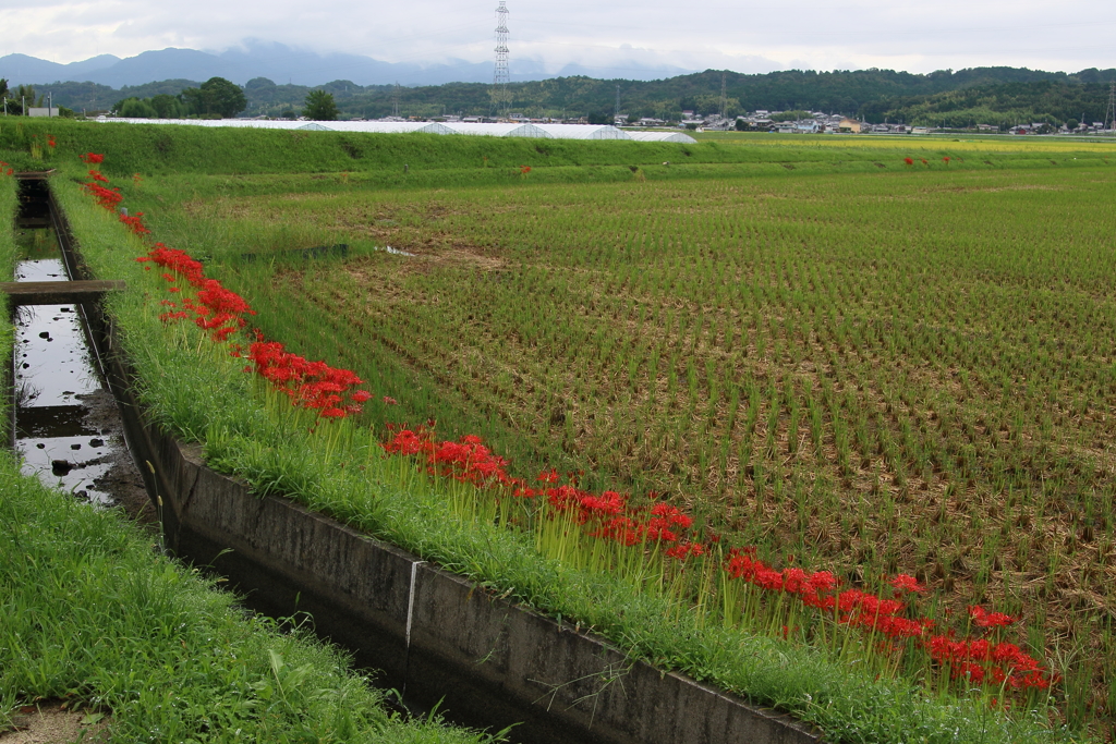 彼岸花を探して