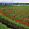 彼岸花を探して