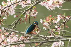 カワセミと桜Ⅱ